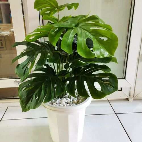 Generic Artificial Monstera Flower, Decor Stones Plus A Vase